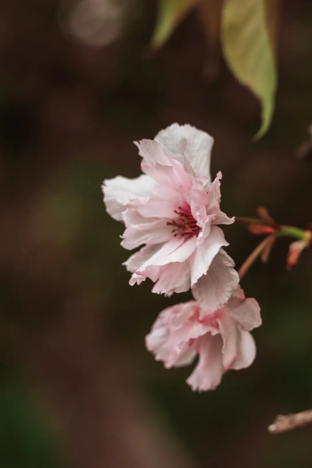 八月如花,犹梦剩夏
