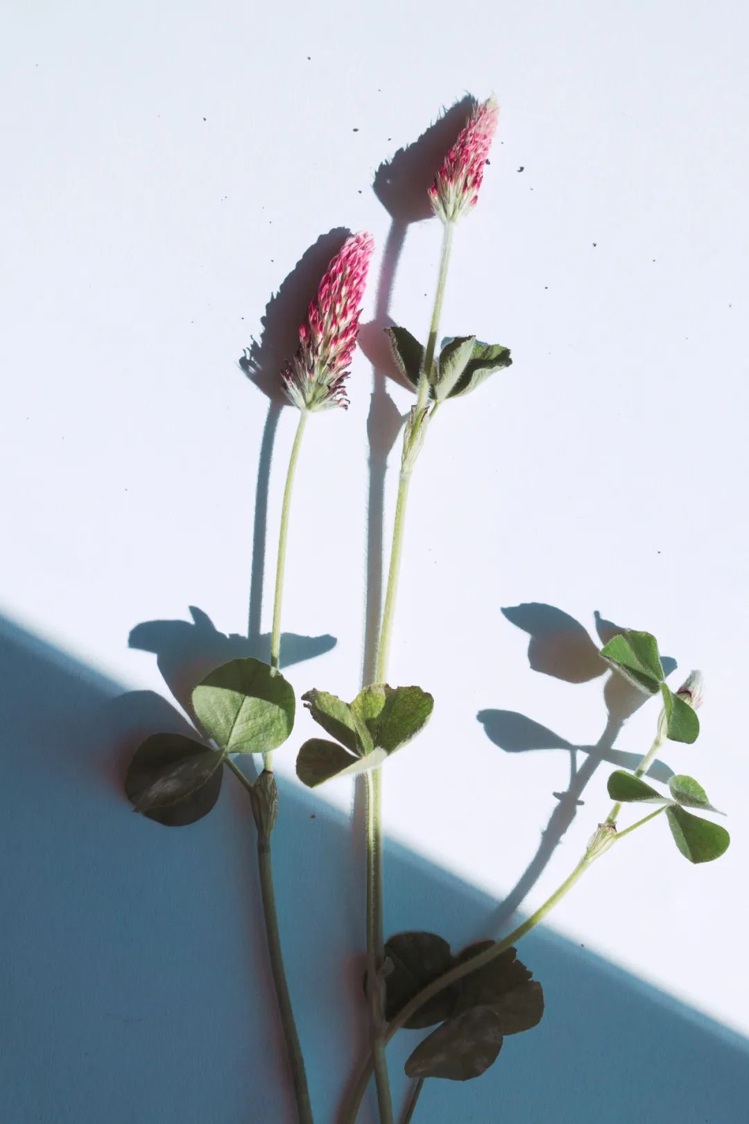 七言：生活是自己的，不用活给别人看