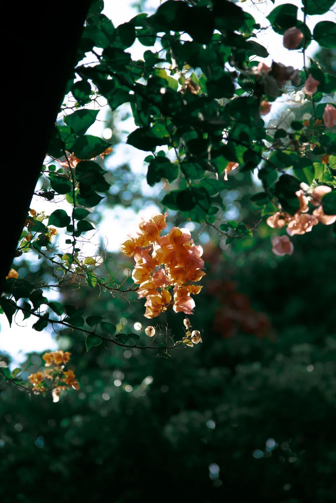 七言:你的每天都是人生最年轻的一天