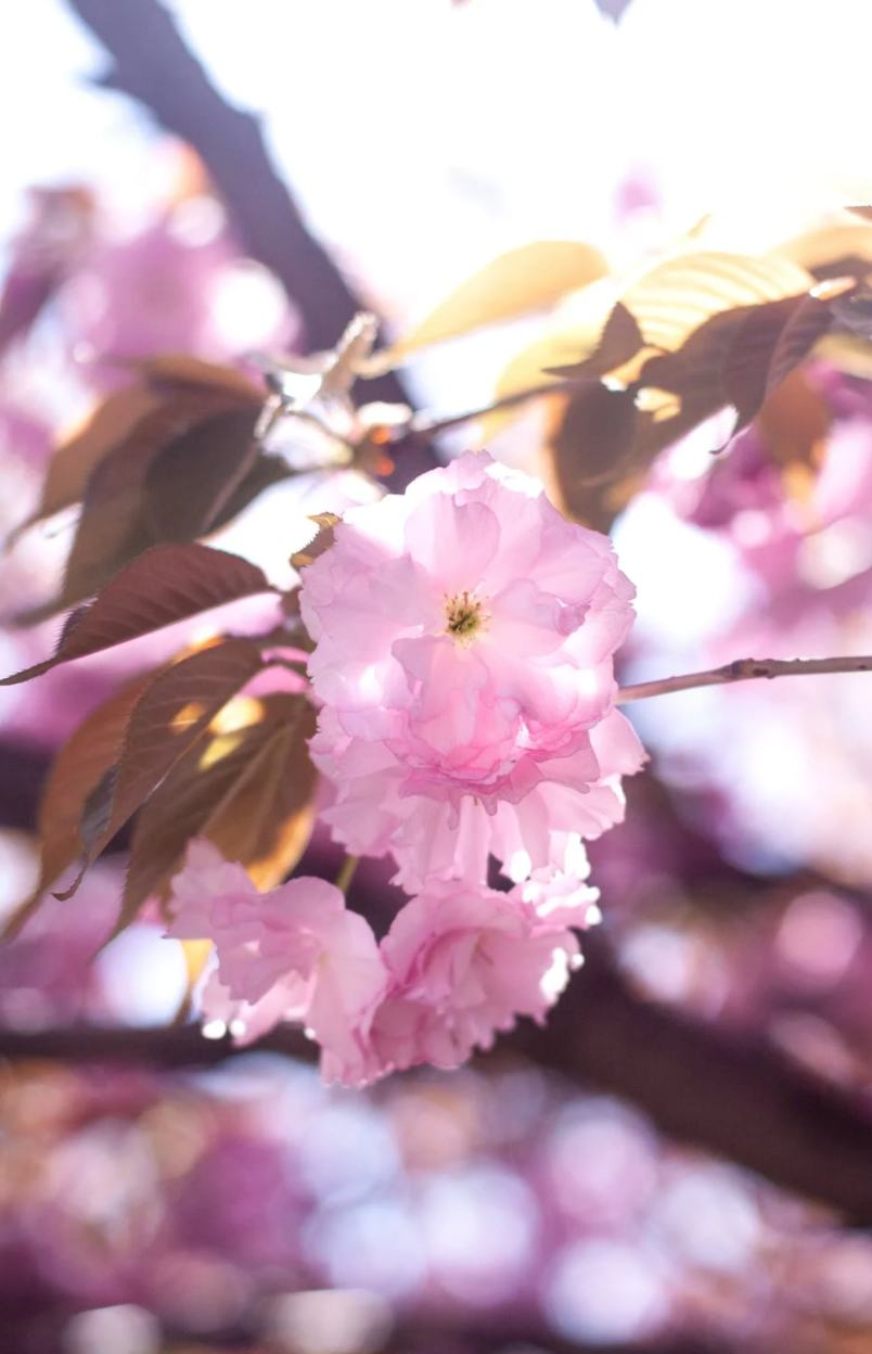 七言:朋友,秃头对您太不好看