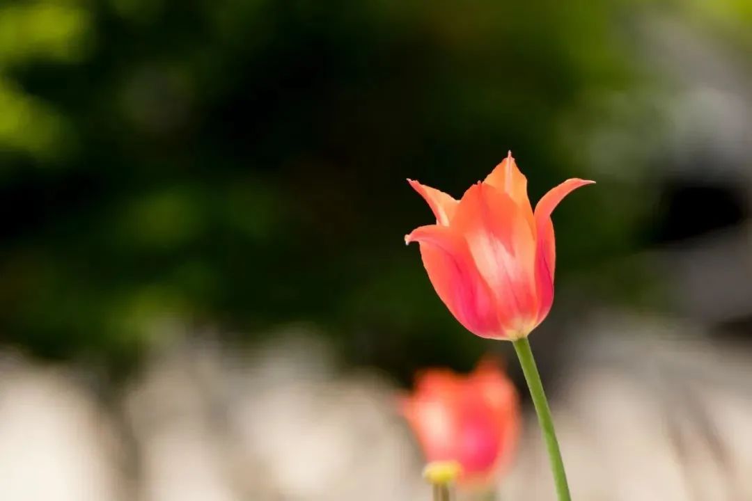 七言：要么梦见生活， 要么落实生活