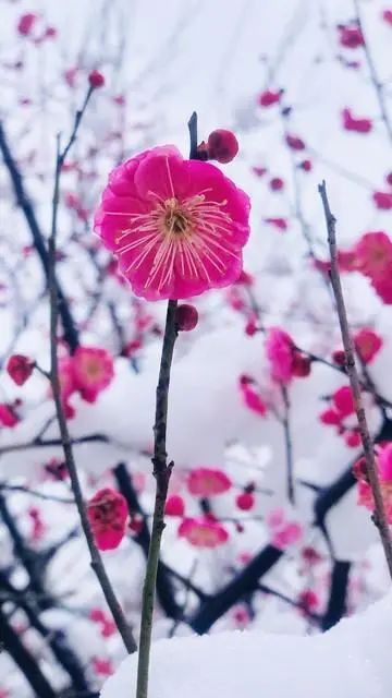 不要回头看,余生每一天都是重生,向前走,遇见春暖花开