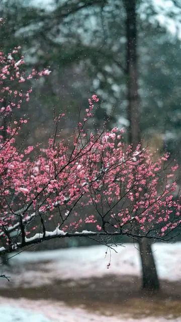 不要回头看,余生每一天都是重生,向前走,遇见春暖花开
