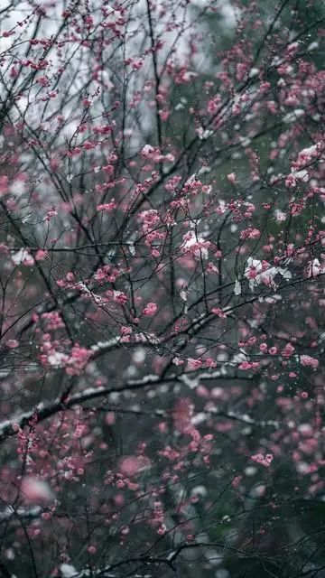 不要回头看,余生每一天都是重生,向前走,遇见春暖花开