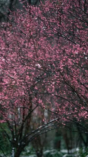 不要回头看,余生每一天都是重生,向前走,遇见春暖花开